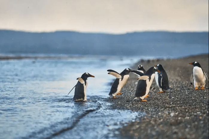 Penguin Island